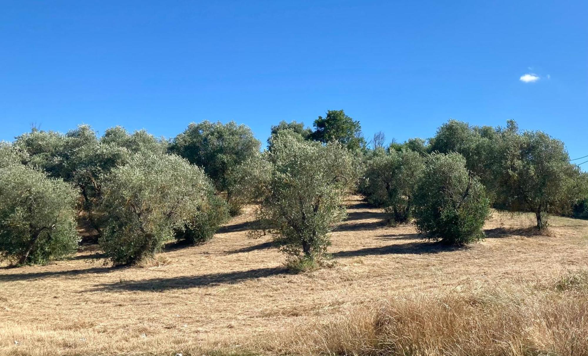 Rigone In Chianti Vakantieboerderij Montaione