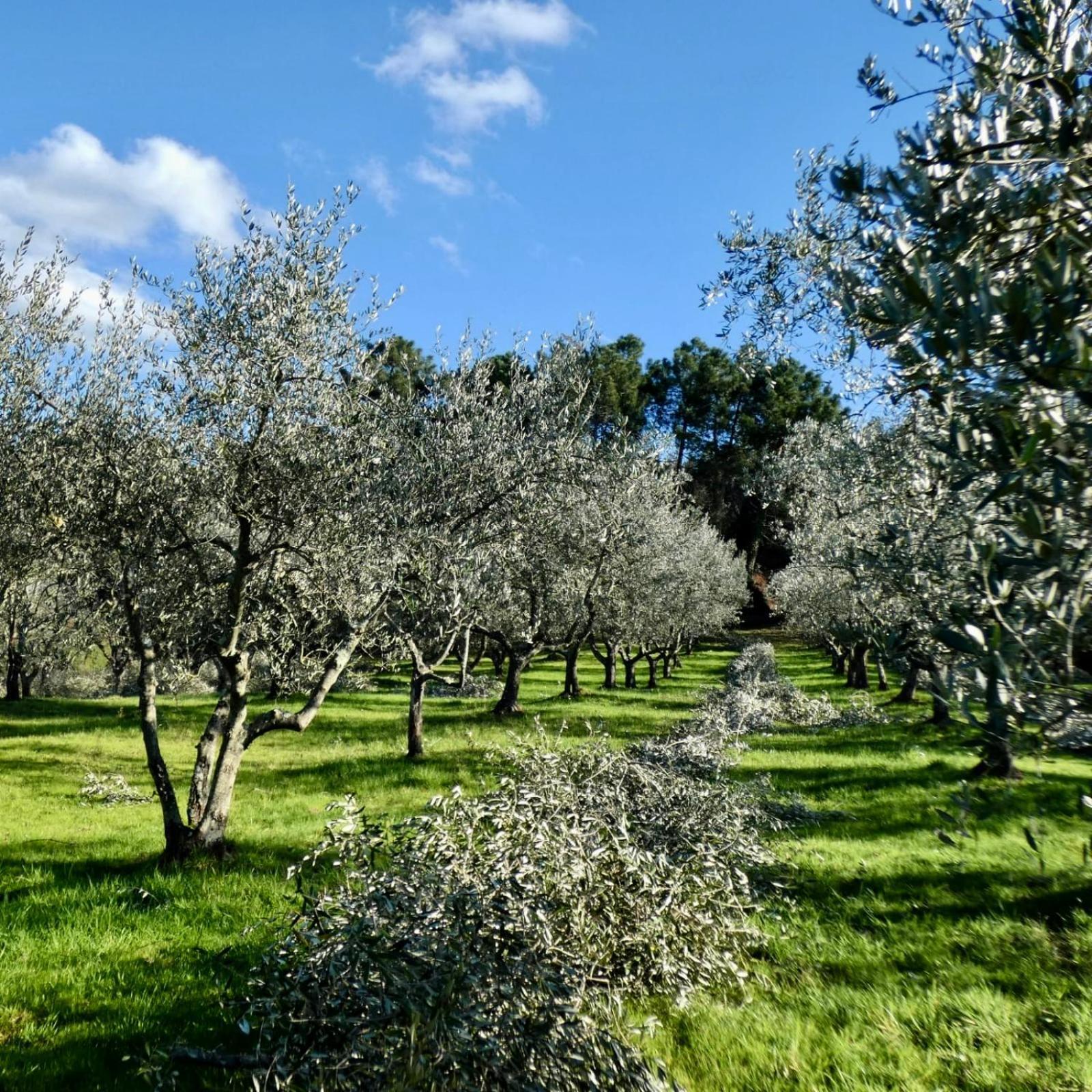 Rigone In Chianti *